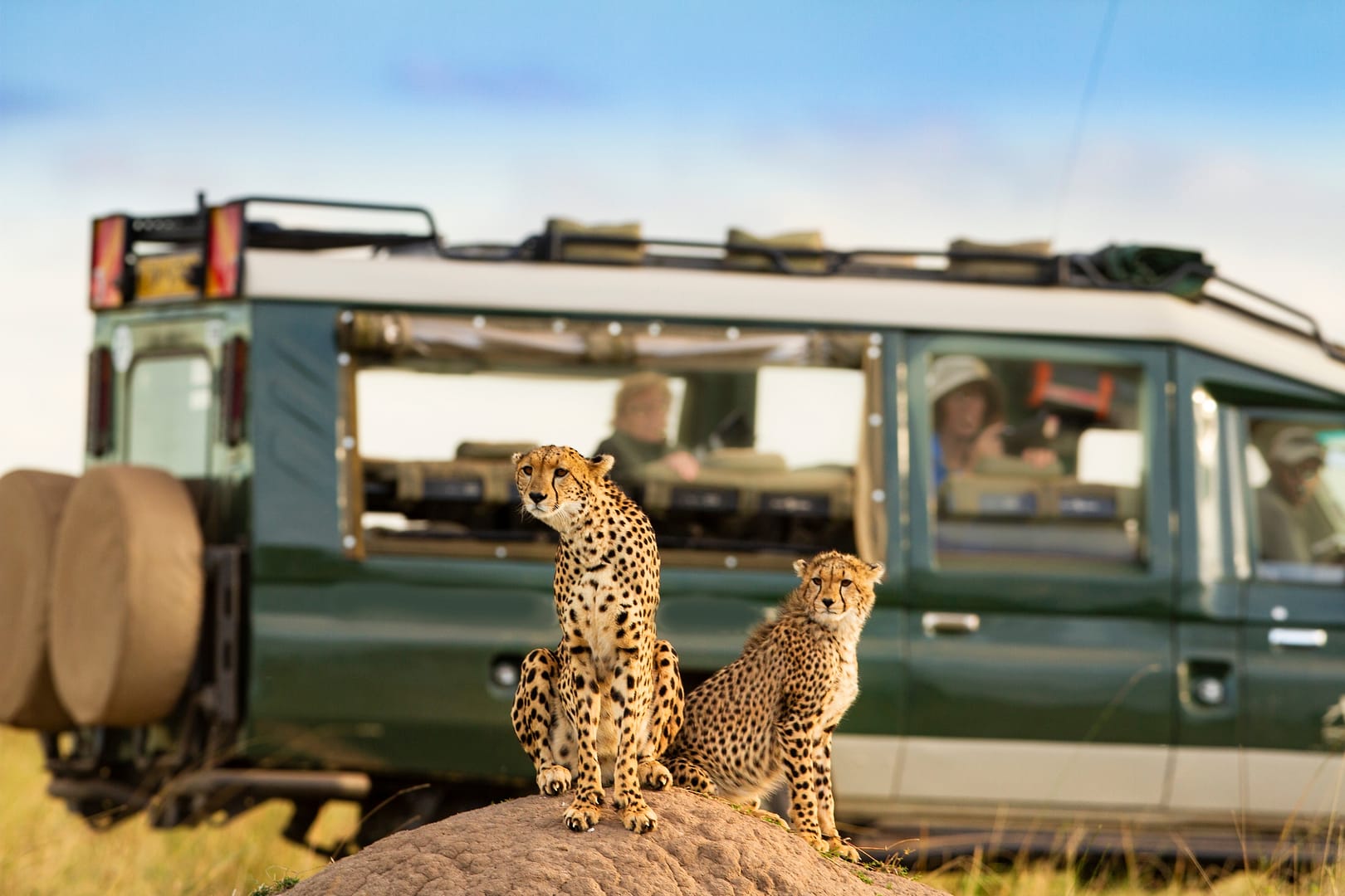 Cheetah,At,Masai,Mara,With,Onlooking,Tourist